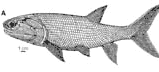 palaeoniscid fish