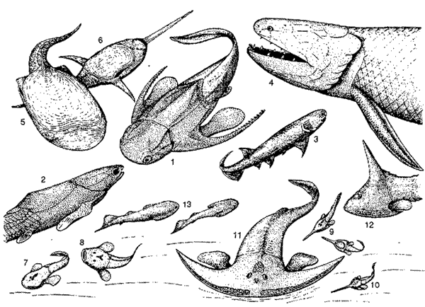 Devonian Fauna