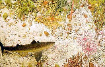 Devonian sea floor