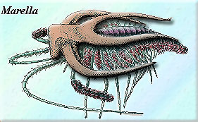 Marella (Mid Cambrian of the Burgess Shale)