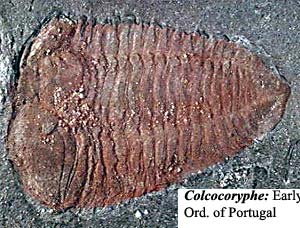 Colcocoryphe