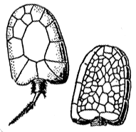 Mitrocystites, a carpoid echinoderm