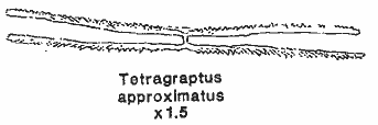 Tetragraptus approximatus