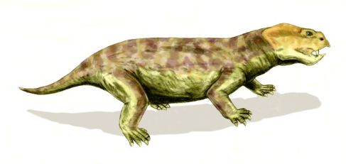 Eodicynodon
