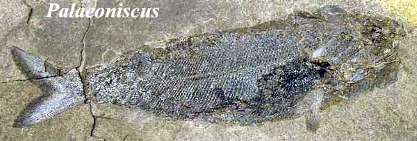 Palaeoniscus