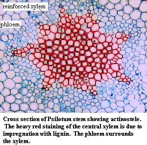 Actinostele of Psilotum