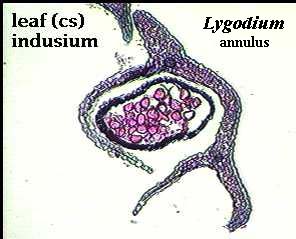 Lygodium annulus