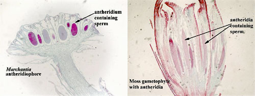 Antheridiophore