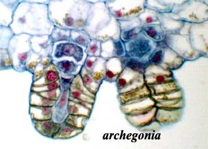 Archegonia