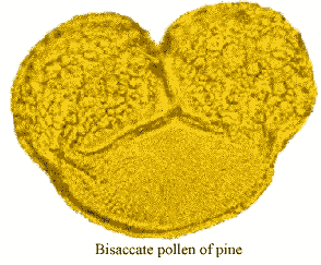 Bisaccate pine pollen grain