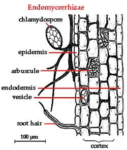 Endomycorrhizae