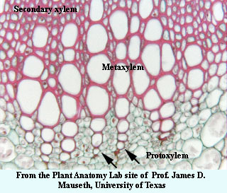 metaxylem