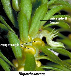 Huperzia, with microphylls and eusporangia