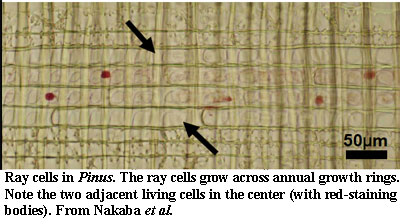 Ray cells