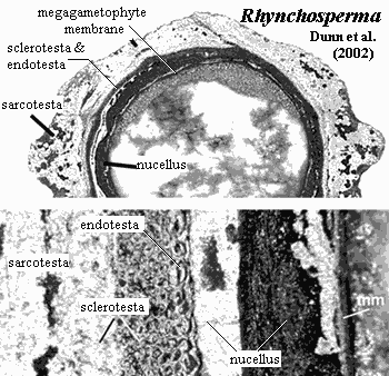 Rhynchosperma seed Dunn et al. (202)