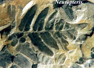 Neoropteris (seed fern)