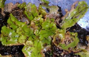 Liverwort thallus