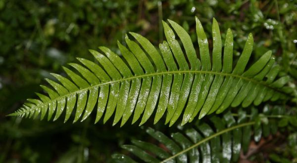 Blechnum nudum