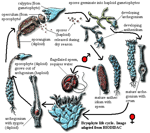 Bryophyte Life Cycle
