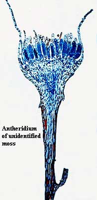 Bryophyte Antheridium