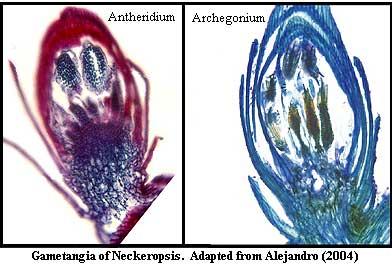 Neckeropsis gametangia. Alejandro (2004)