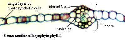 Phyllid cross-section