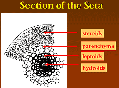 Cross section of seta
