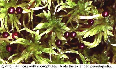 Sphagnum with sporophytes