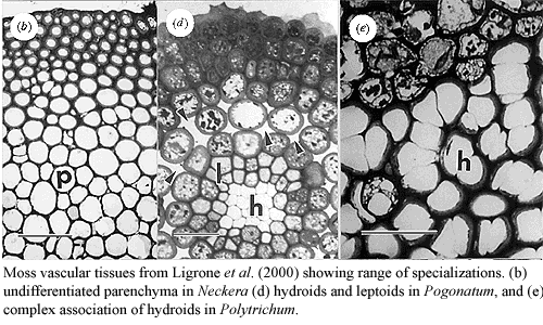Moss vascular tissues. Ligrone et al. (2000)
