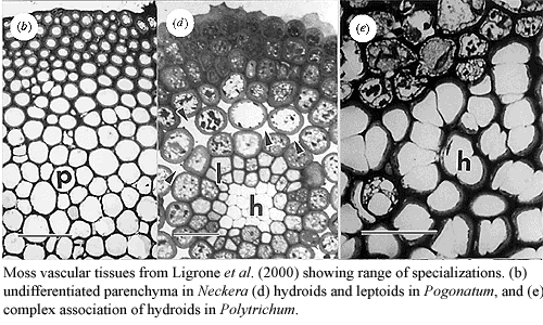 are vascular tissues present in bryophytes