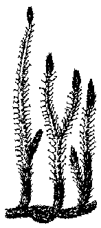 Protolepidodendron