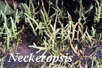 Neckeropsis