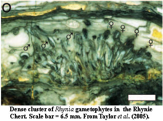 Rhynia gametophytes