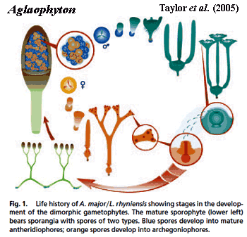 Life Cycle of Aglaophyton