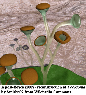 Post-Boyce reconstruction of Cooksonia