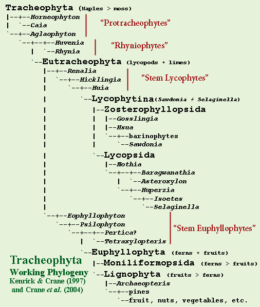 Phylogeny