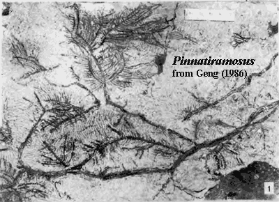 Pinnatiramosus