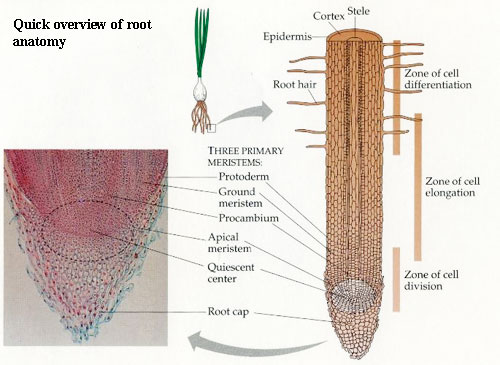 Root structure