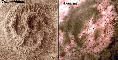 Tribrachidium & Arkarua