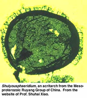 Shuiyousphaeridium