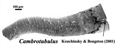 Cambrotubulus from Kouchinsky & Bengston (2002)
