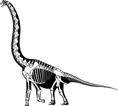 Brachiosaurus, by Gregory S Paul