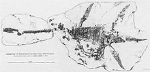 Drawing published in the Transactions of the Geological Society of the nearly complete Plesiosaurus dolichodeirus skeleton found by Anning in 1823.