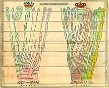 Fold-out paleontological chart of Edward Hitchcock