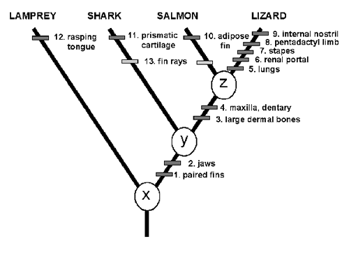 A real example of a cladogram - copyright The Palaeontological Association