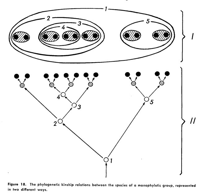 Hennig's two types of cladistic diagrams, from Phylogenetic Systematics, figure 18