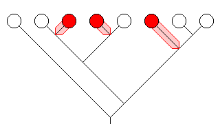 polyphyletic taxon