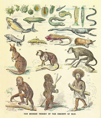 The human pedigree according to Ernst Haeckel