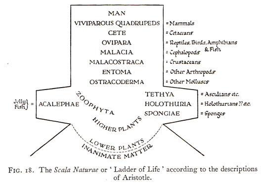 Aristotle's Scala Naturae, via Charles Singer, A Short History of Biology