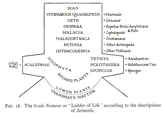 growth mechanisms and novel